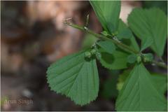 Sida rhombifolia subsp. retusa